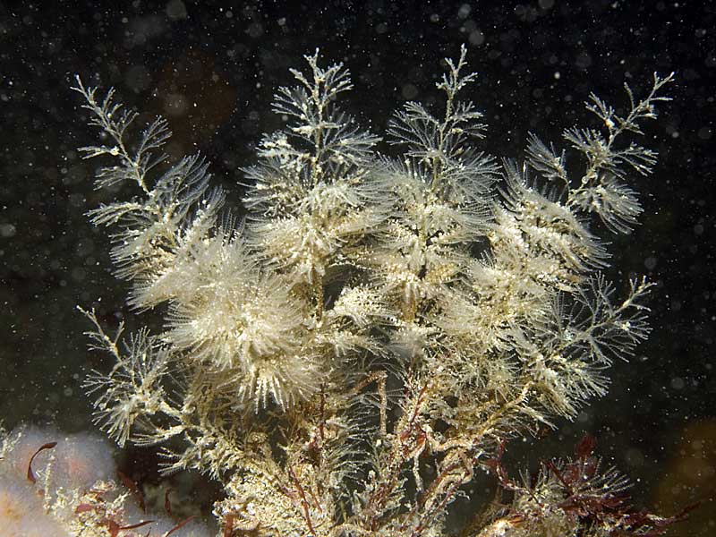 Sertularia argentea